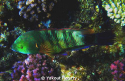 Broomtail wrasse by Yakout Hegazy 